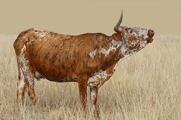 About the breed — image 2