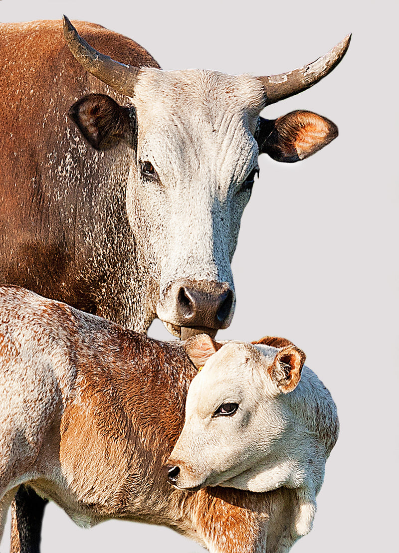 About the breed — tall image